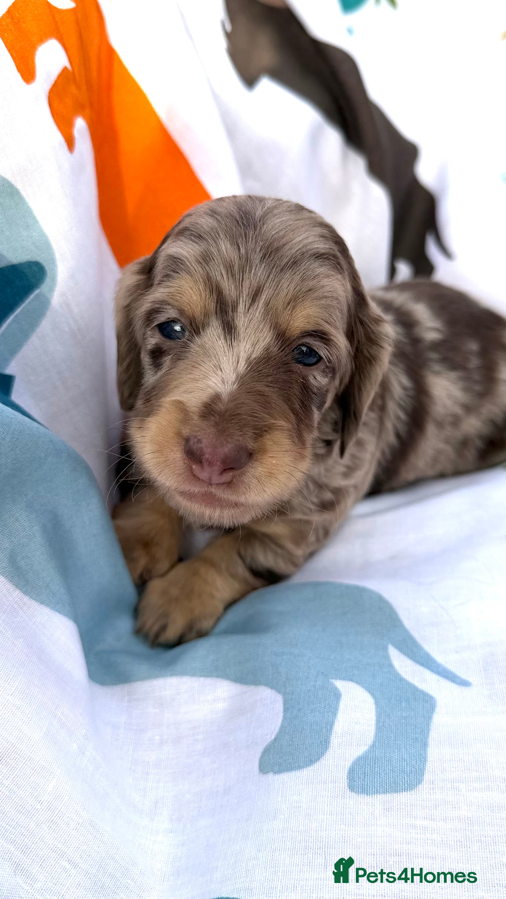 Dachshund dogs Lovely mini Dachshund puppies  - Advert 13