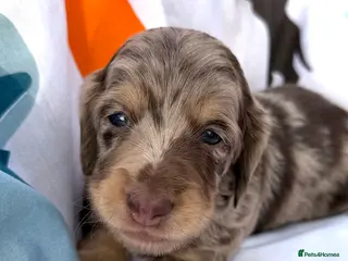 Dachshund dogs Lovely mini Dachshund puppies - Advert 13