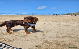 Cocker Spaniel dogs for stud: Working cocker spaniel - Image 2