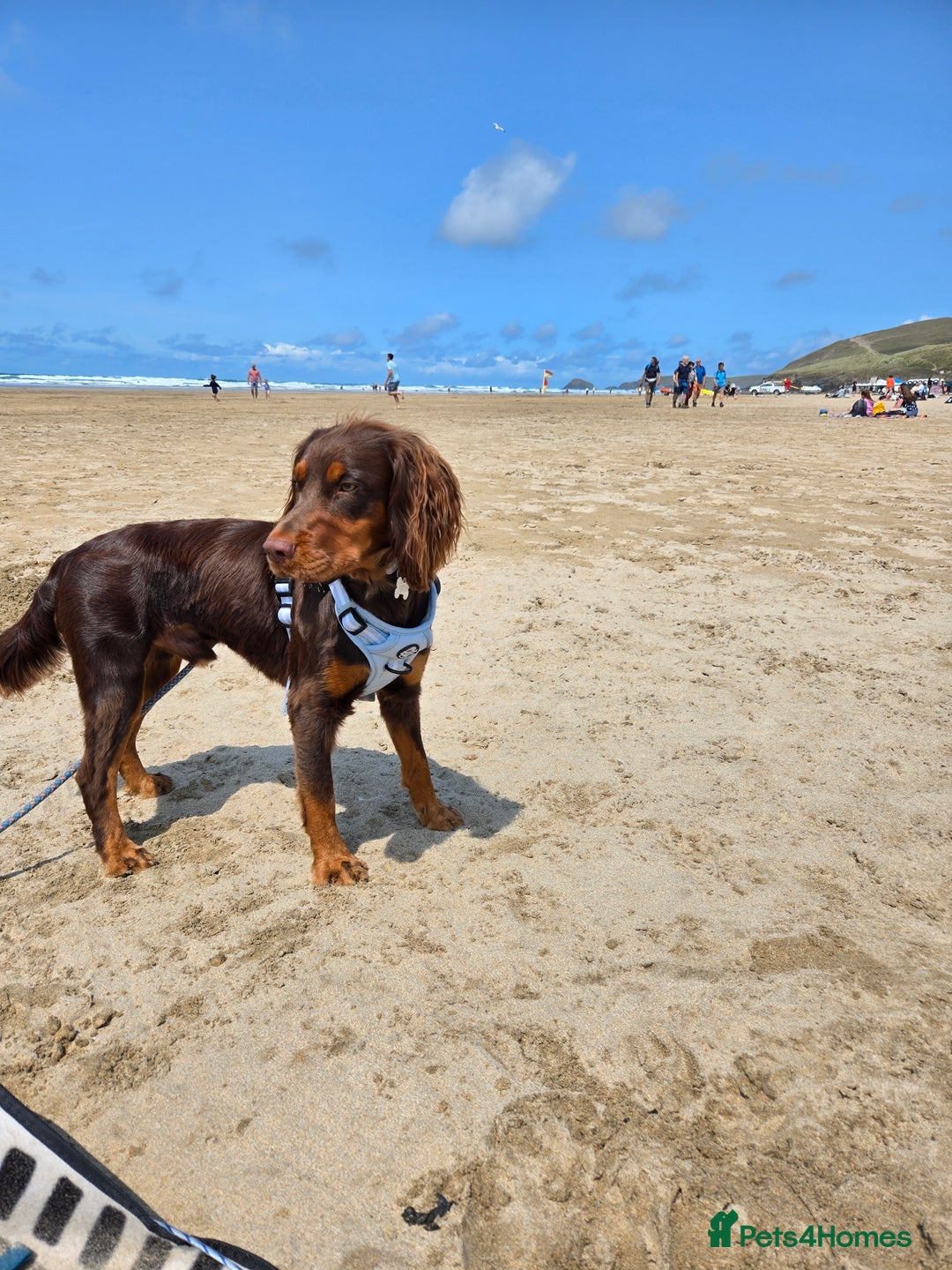 Cocker Spaniel dogs for stud: Working cocker spaniel - Image 2