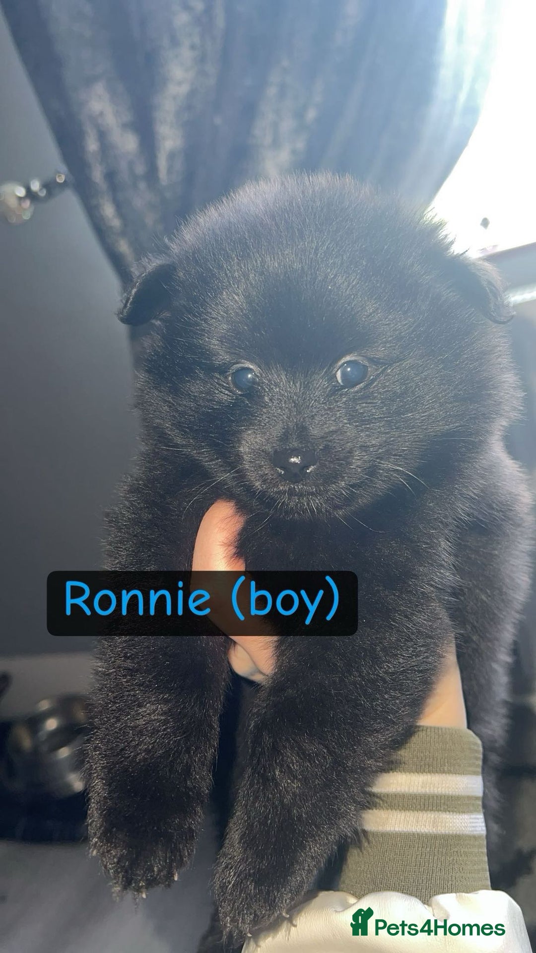 Pomeranian dogs for sale: 😍😍😍 beautiful pom pups 😍😍😍 - Image 5