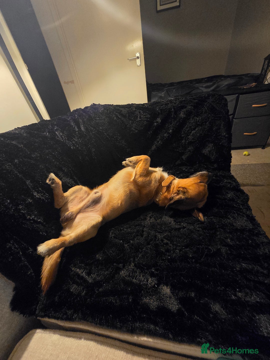 Jack Chi dogs for sale: Cooper - Advert 1