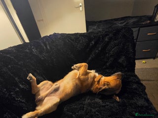 Jack Chi dogs Cooper - Advert 4