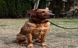 Labrador Retriever dogs for stud: PROVEN KC Health Tested Fox Red Labrador for Stud in Farnborough - Image 2