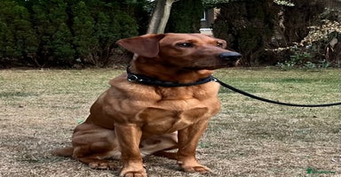 Labrador Retriever dogs in Farnborough - Advert 15