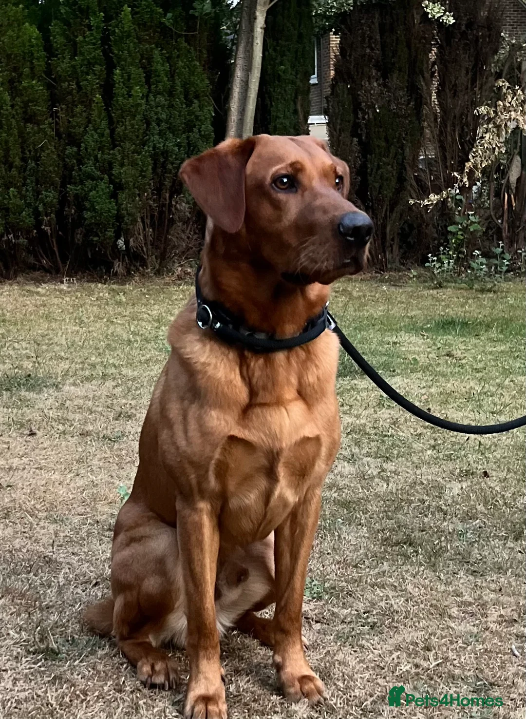 Labrador Retriever dogs for stud: PROVEN KC Health Tested Fox Red Labrador for Stud in Farnborough - Advert 2