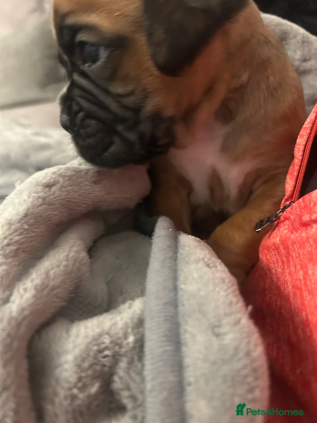 Boxer dogs for sale: Exceptional Litter - World Champion Bloodline  - Advert 8