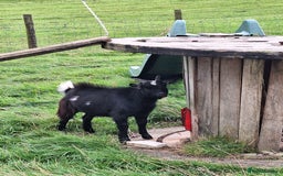 Goats livestock for sale: 3 Pygmy goats wethers - Image 6