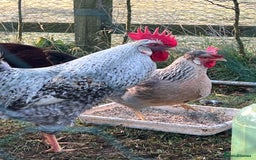 Chickens poultry for sale: Hatching eggs  - Image 8