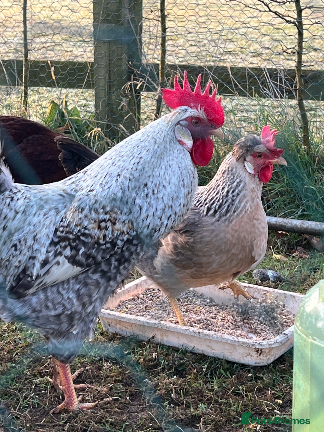 Chickens poultry for sale: Hatching eggs  - Image 8