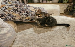 Mixed Breed cats for sale: Free kitten - Image 3