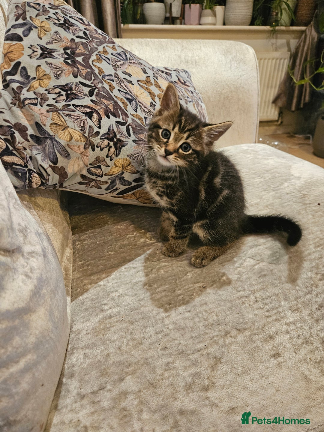 Mixed Breed cats for sale: Free kitten - Image 3