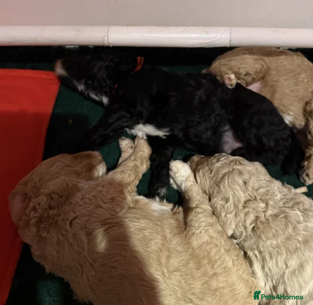 Australian Labradoodle dogs for sale: Fluffy Australian Labradoodle Pups-Ready for You - Advert 5