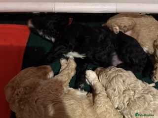Australian Labradoodle dogs Fluffy Australian Labradoodle Pups-Ready for You - Advert 1