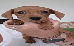 Miniature Dachshund dogs for sale: Miniture daschund puppies  - Image 9