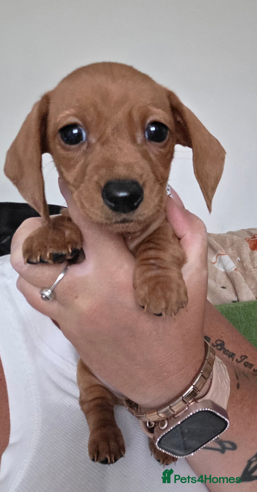 Miniature Dachshund dogs for sale: Miniture daschund puppies  - Image 9