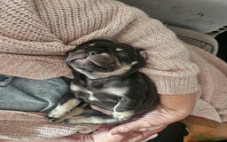 French Bulldog dogs for sale: 🔥Exquisite French Bull Dog Puppies 🔥 - Advert 22