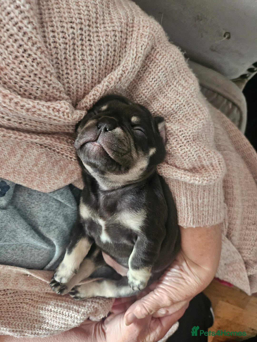 French Bulldog dogs for sale: 🔥Exquisite French Bull Dog Puppies 🔥 - Advert 22