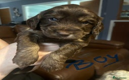 Cockapoo dogs for sale: Beautiful litter of F2 cockapoos  - Image 2