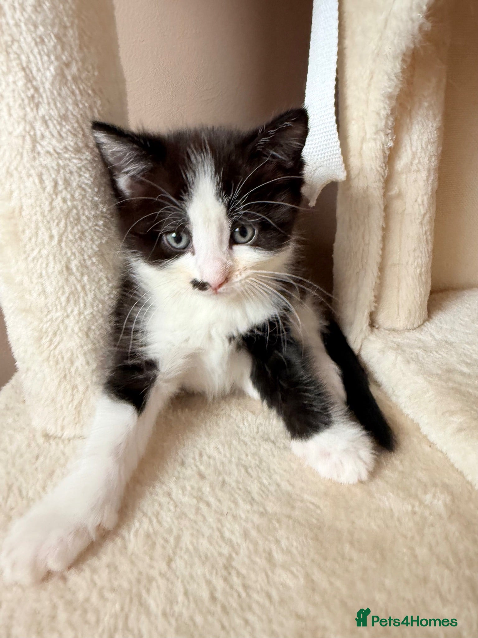 Domestic Shorthair cats 🩷🩵 5 Beautiful Kittens 🩷🩵 - Advert 11