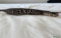 Bengal cats for sale: 🖤 TICA REGISTERED 🔥 ONLY 1 LEFT 🩶  - Image 4