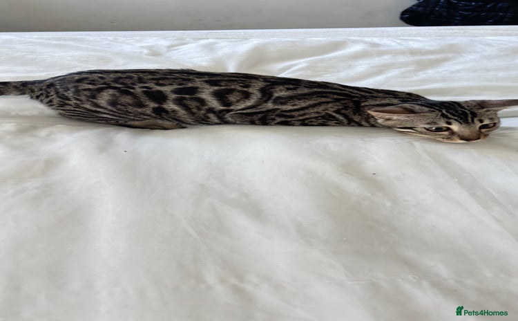 Bengal cats - Advert 4