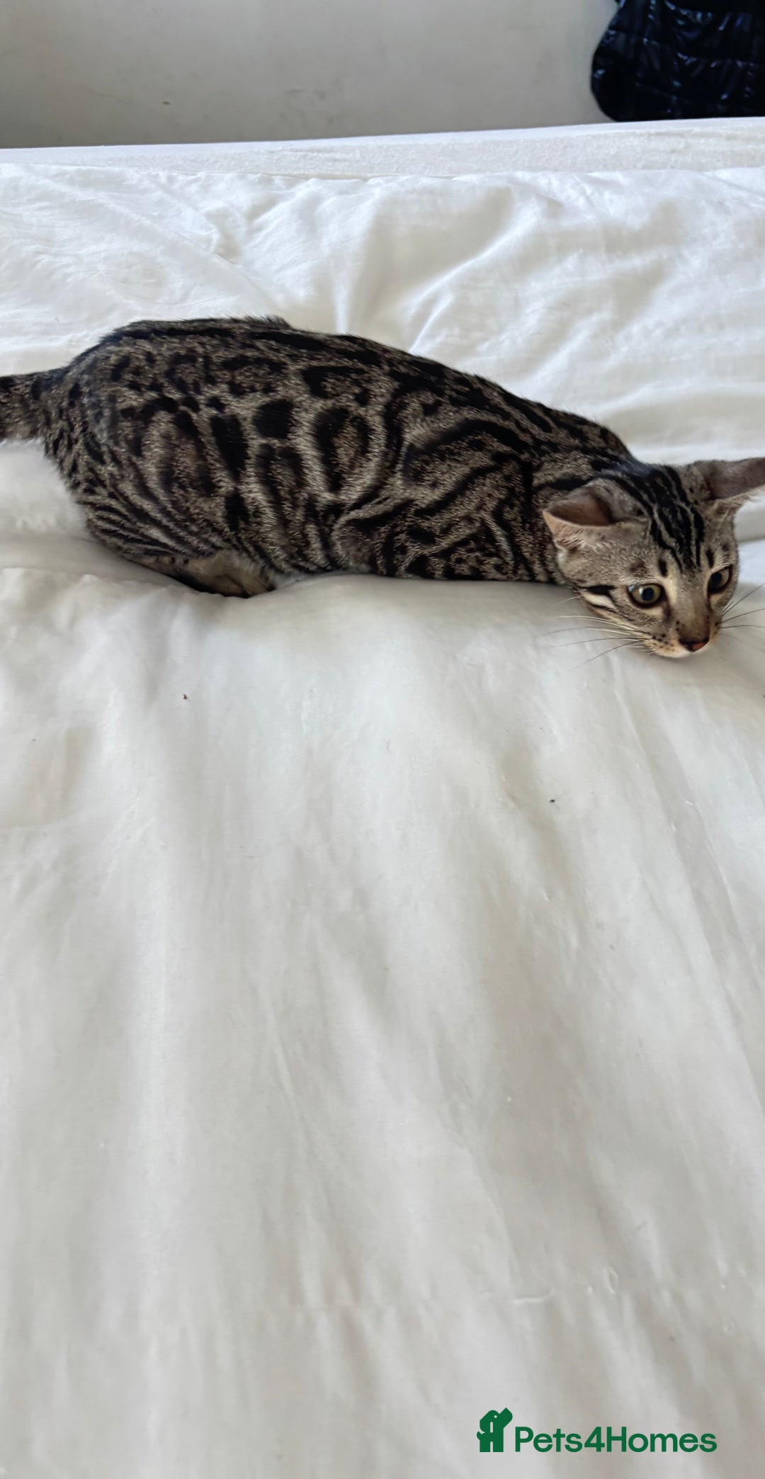 Bengal cats for sale: 🖤 TICA REGISTERED 🔥 ONLY 1 LEFT 🩶  - Image 4