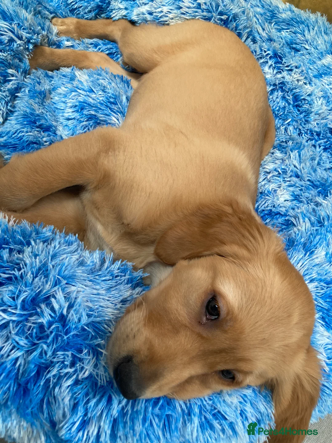 Golden Retriever dogs for sale: KC REGISTERED GOLDEN RETRIEVER PUPPY  - Advert 4
