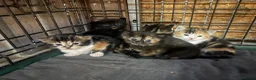 Mixed Breed cats for sale: Beautiful Kittens looking for their forever homes  - Advert 4