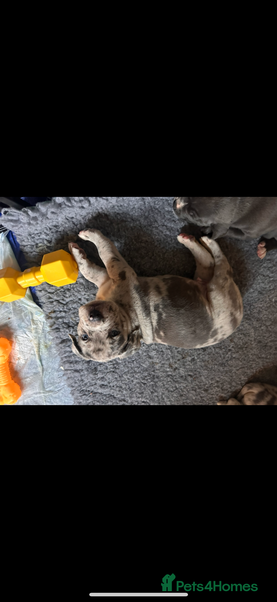 Mixed Breed dogs for sale: Stunning litter of puppies ***cheap*** - Advert 9