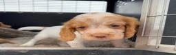 Cocker Spaniel dogs for sale: Working Cocker Spaniel Puppies  - Advert 7