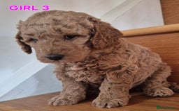 Mini Goldendoodle dogs for sale: F1b Red Miniature Goldendoodles tested parents - Image 37