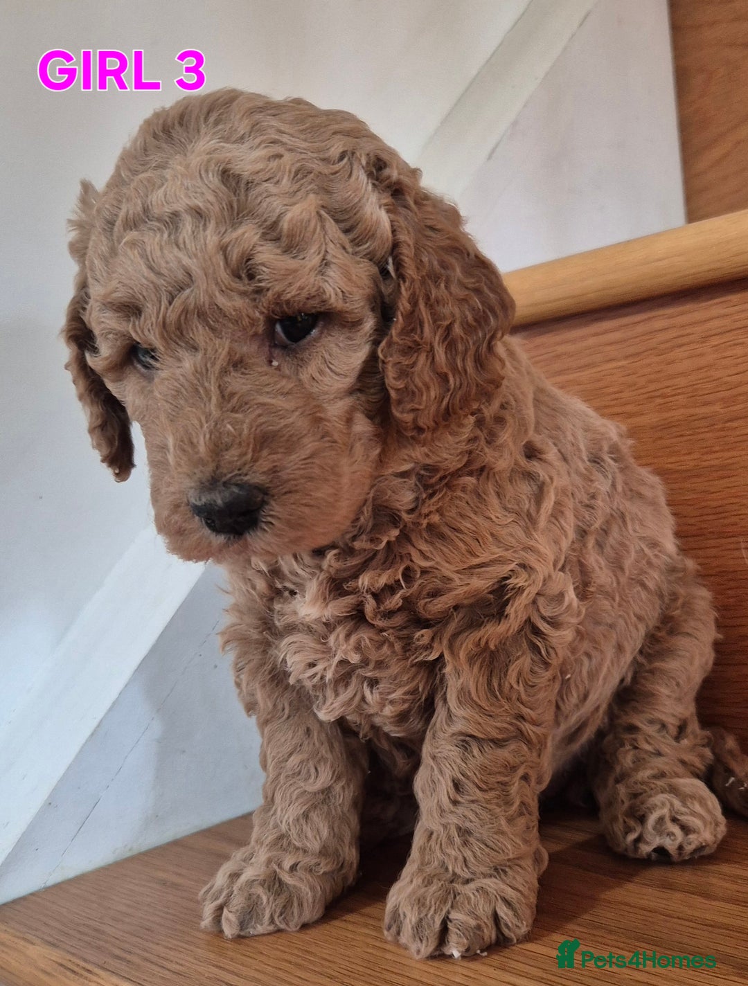 Mini Goldendoodle dogs for sale: F1b Red Miniature Goldendoodles tested parents - Image 37