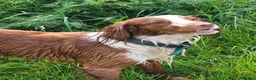 Cocker Spaniel dogs for stud: Loki the Stud dog - Advert 2