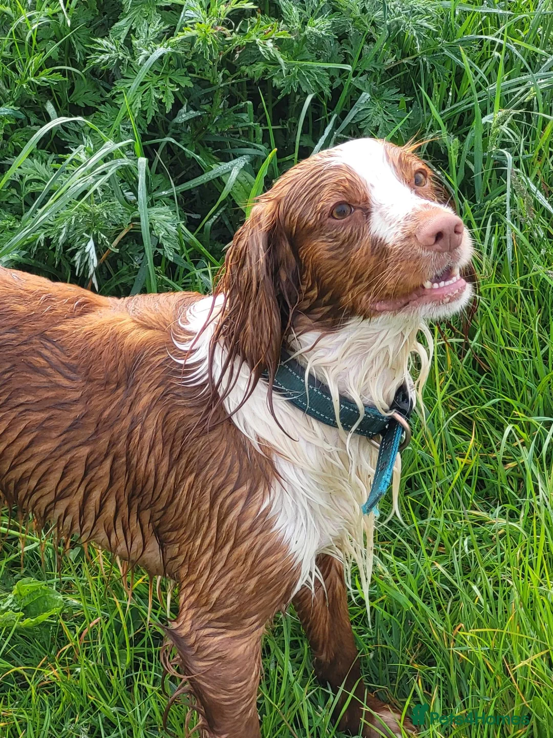 Cocker Spaniel dogs for stud: Loki the Stud dog - Advert 2