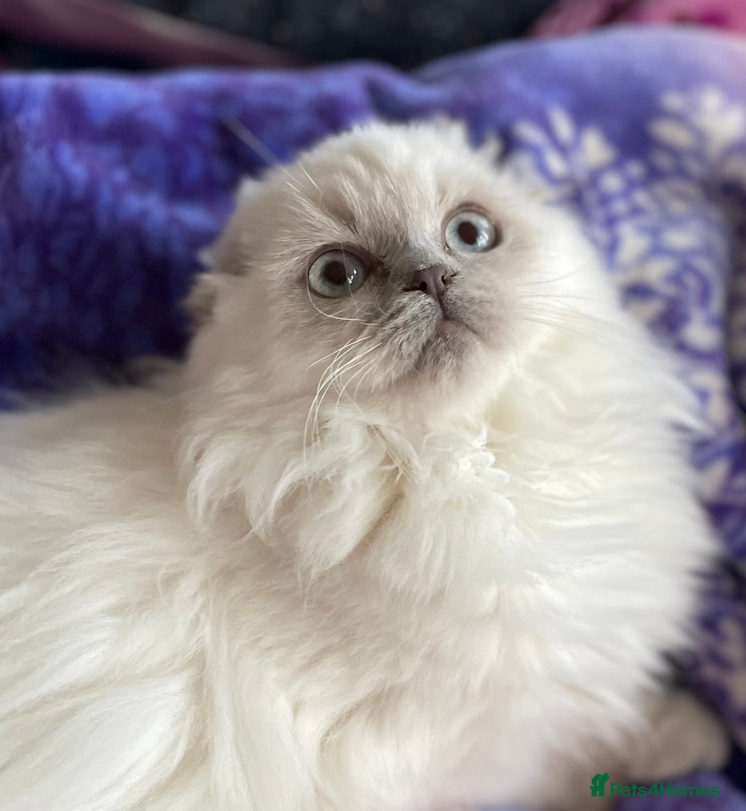 Scottish Fold cats for sale: Gorgeous Scottish fold Kitten  - Image 10