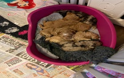 Cockapoo dogs for sale: f1b toy  stunning cockerpoos  - Image 22