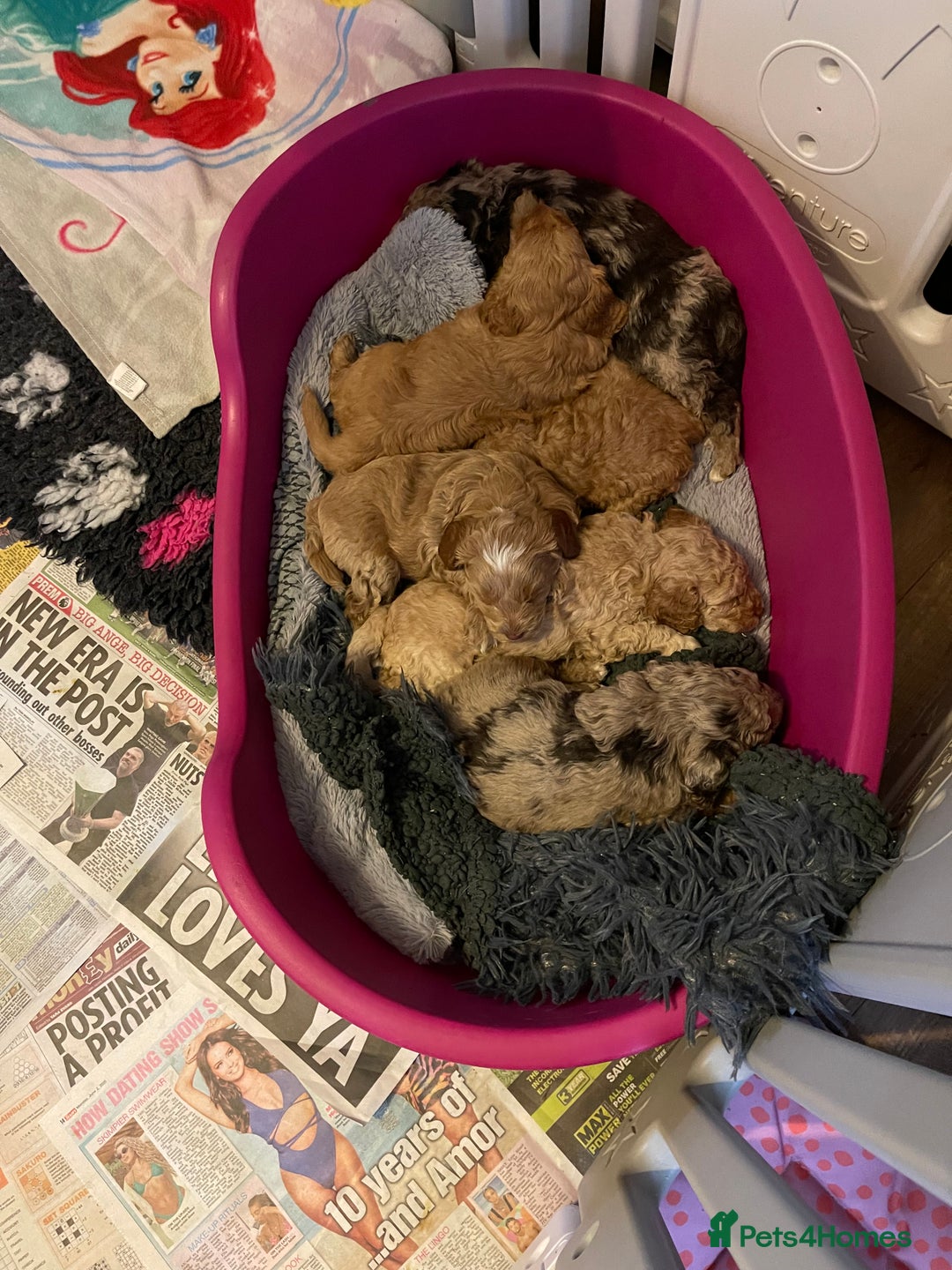 Cockapoo dogs for sale: f1b toy  stunning cockerpoos  - Image 22