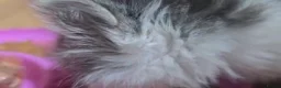 Siberian cats for sale: Siberian kittens with pedigree READY TO GO  - Advert 37