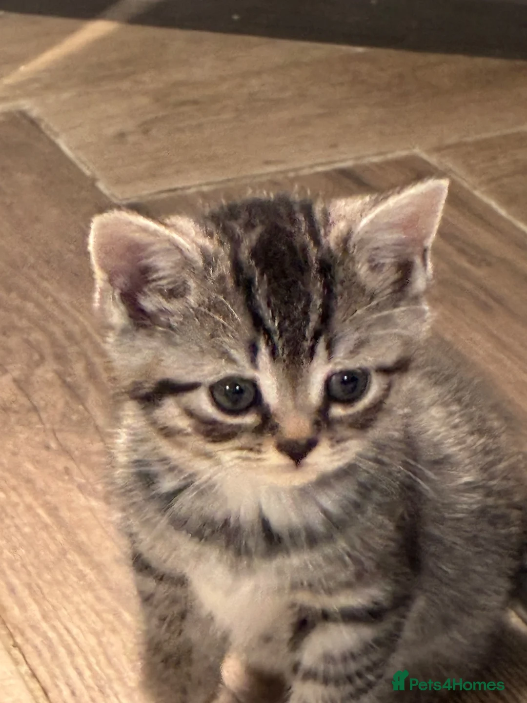Mixed Breed cats for sale: Bsh x bengal kittens  - Advert 2