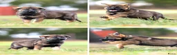 German Shepherd dogs for sale: Top working line KC GSD pups  - Advert 14