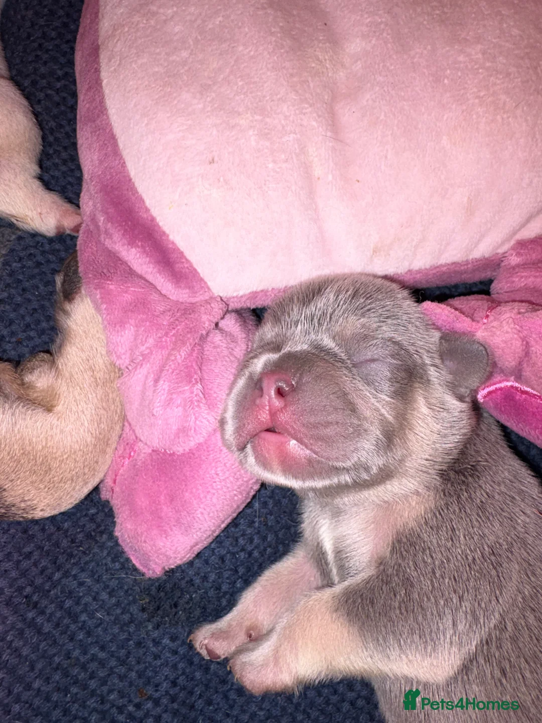 French Bulldog dogs for sale: Kc registered French bulldog puppies - Advert 8