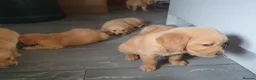 Golden Retriever dogs for sale: Pedigree Golden retriever championbloodline pups - Advert 4