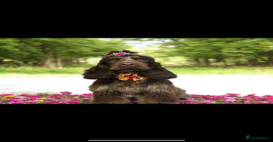 Cocker Spaniel dogs - Advert 10