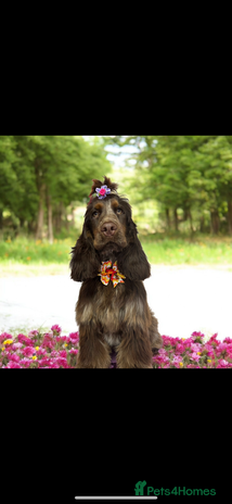 Cocker Spaniel dogs Stunning litter of show cocker spaniels - Advert 8