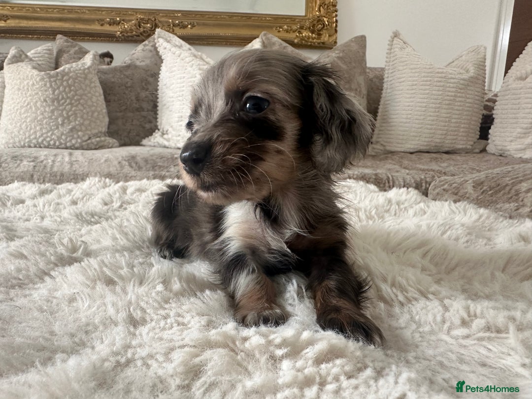 Miniature Dachshund dogs for sale: 🐾Mini long haired dachshunds🐾 - Advert 13