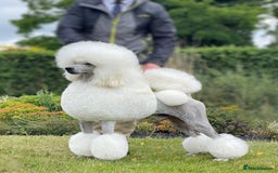 Standard Poodle dogs for sale: Show quality standard poodles  - Image 1