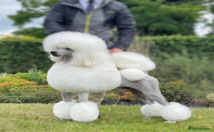 Standard Poodle dogs for sale - Advert 2