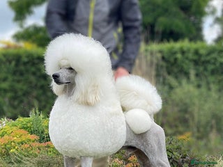 Standard Poodle dogs - Advert 4