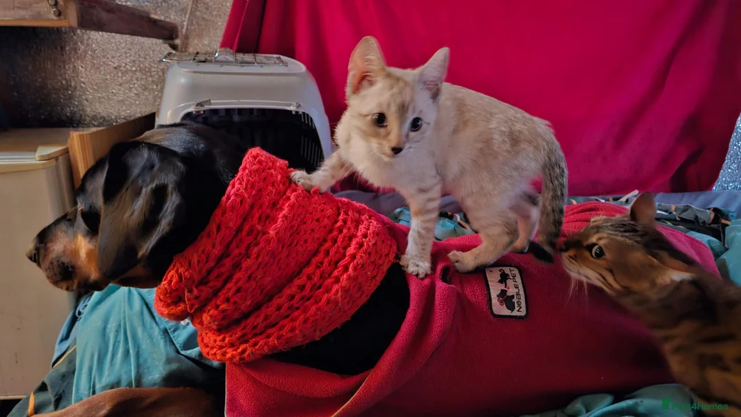 Bengal cats for sale: Guaranteed to be Cuddly *ready now*  - Advert 21